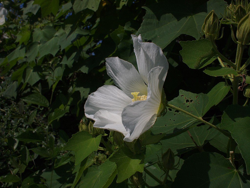 白い花・・