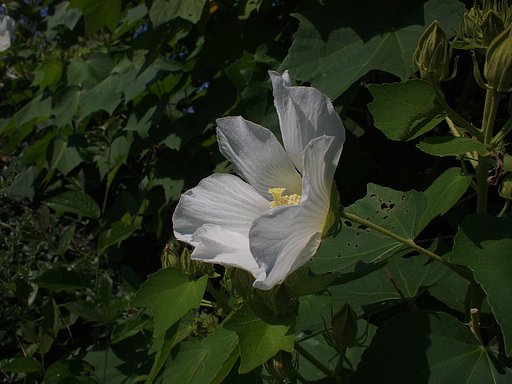 白い花・・