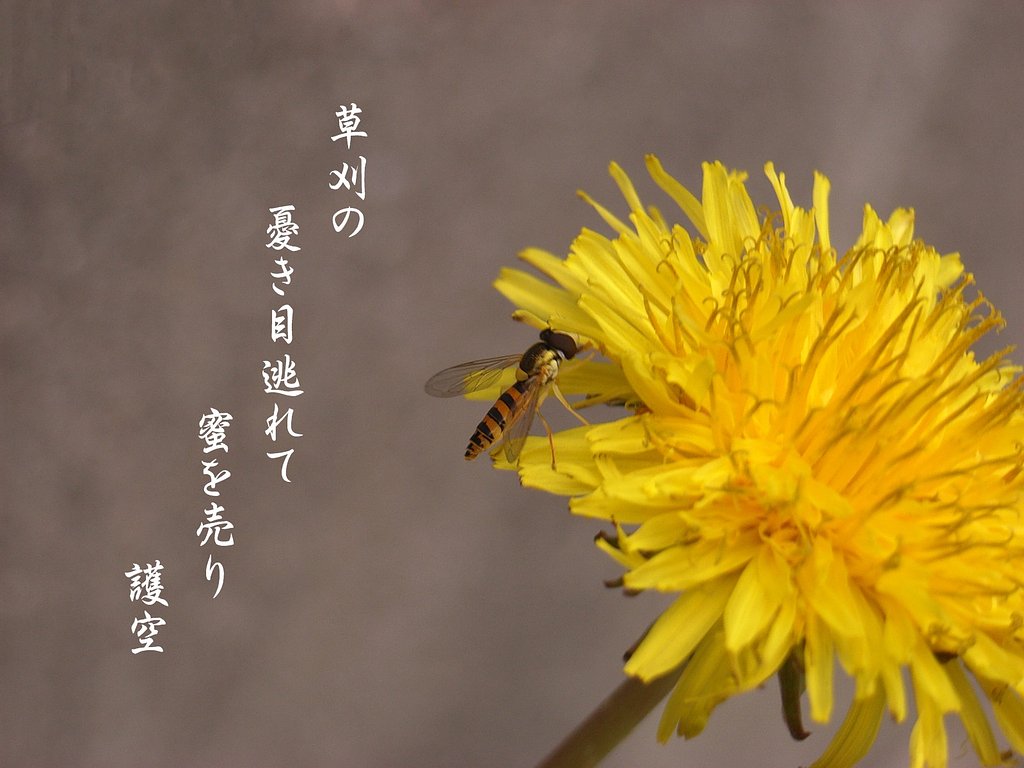 【写川柳】タンポポ(見本)