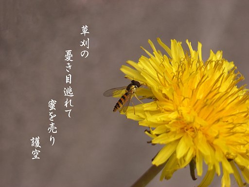 【写川柳】タンポポ(見本)