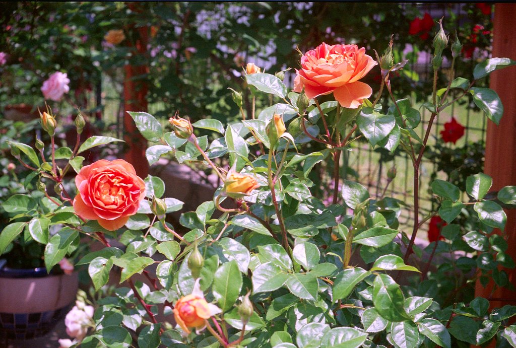 薔薇