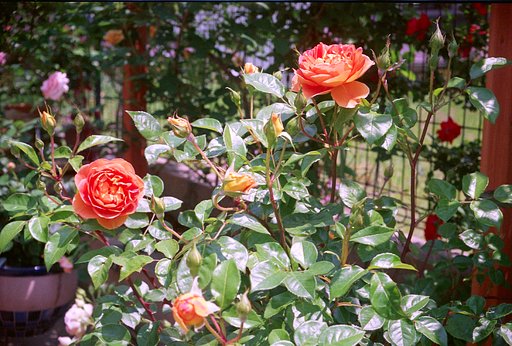 薔薇