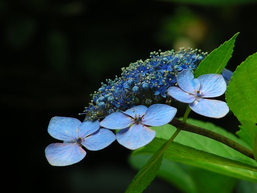 庭の紫陽花