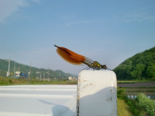 軽トラの屋根にカワトンボが