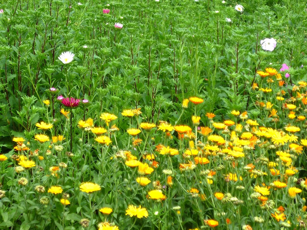 いろんな花が・・・