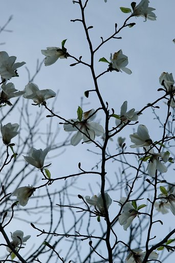 夕闇のキタコブシ