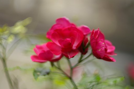Porst Color Reflex MC Auto 1:1.4/55mm G 開放 ２