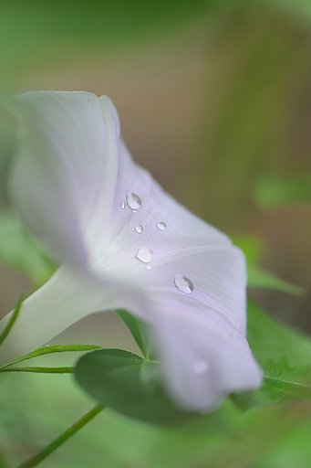 雨ふり