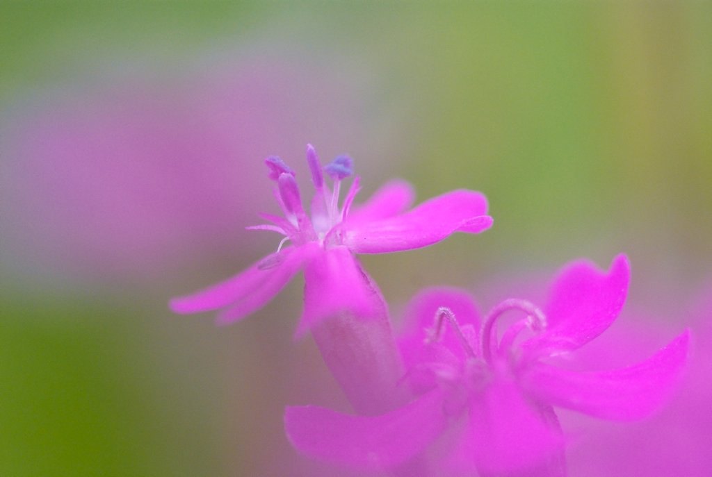 ちっちゃな花