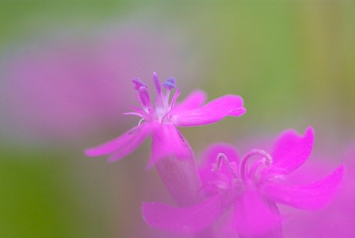 ちっちゃな花