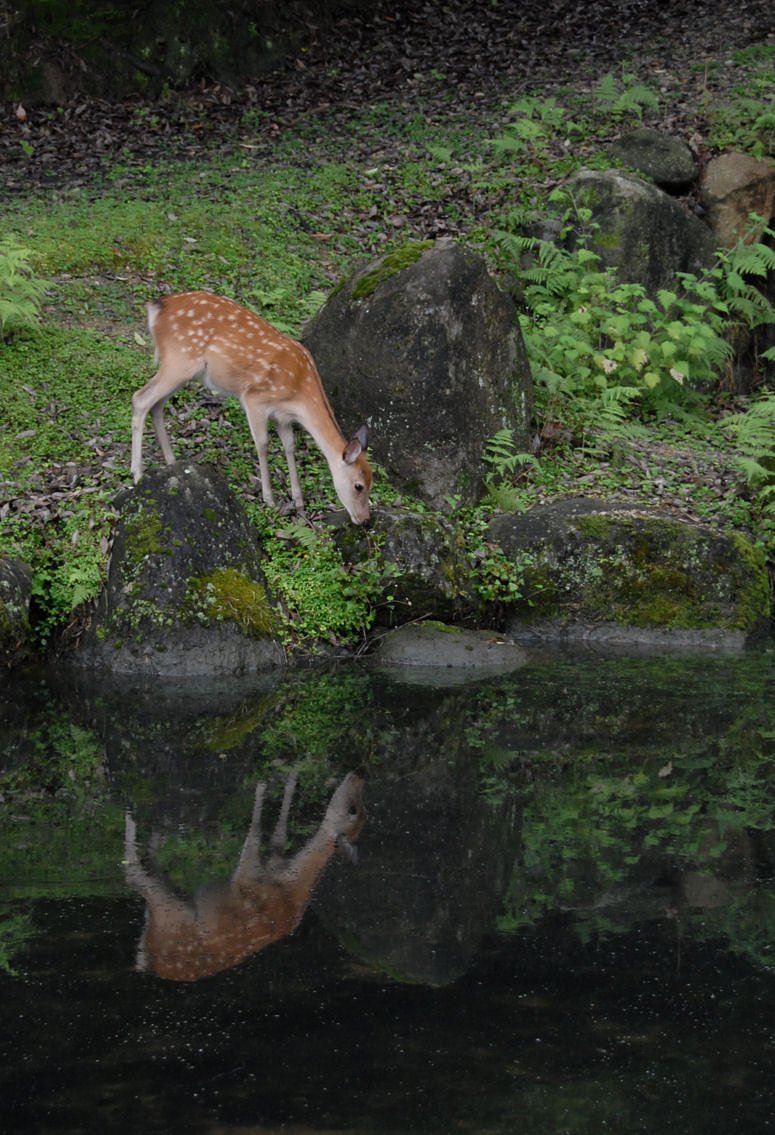 雨模様の奈良