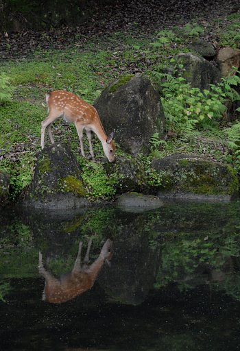 雨模様の奈良