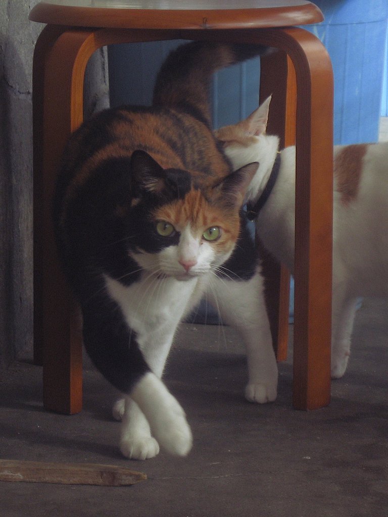 遠慮がちな三毛猫さん