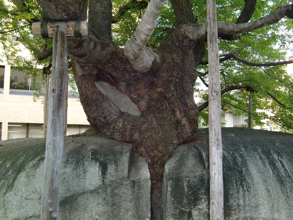 石割桜