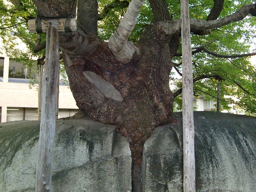 石割桜