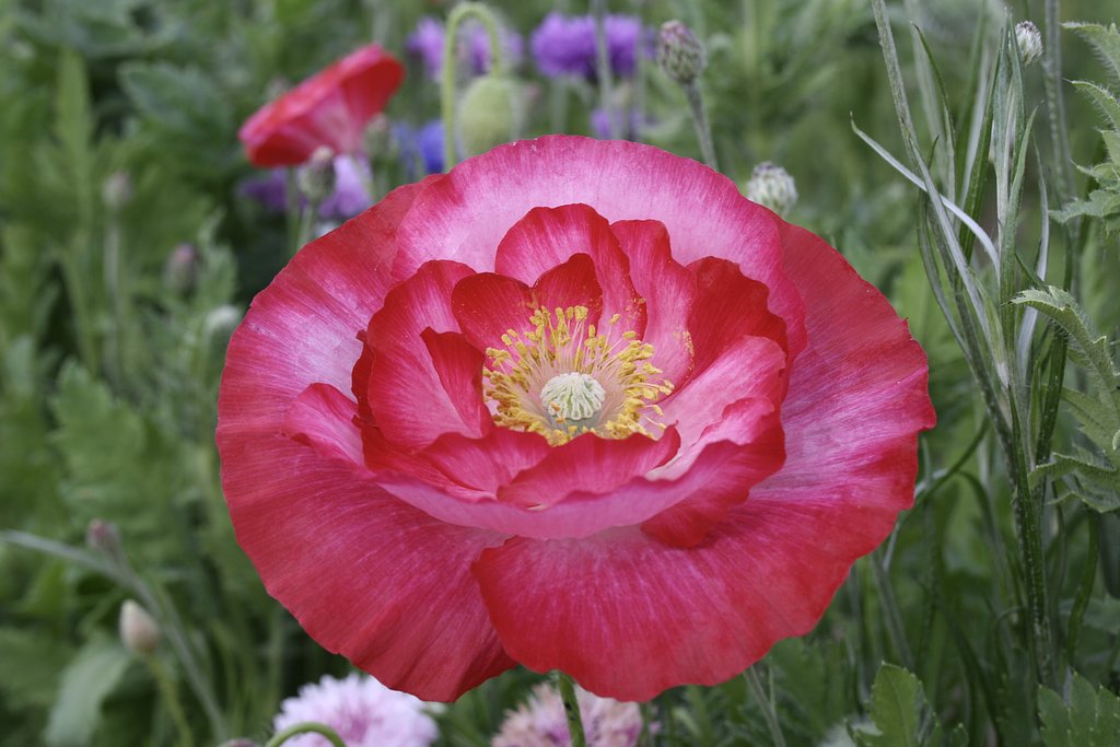 魔法の花
