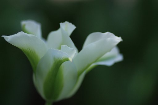 開花
