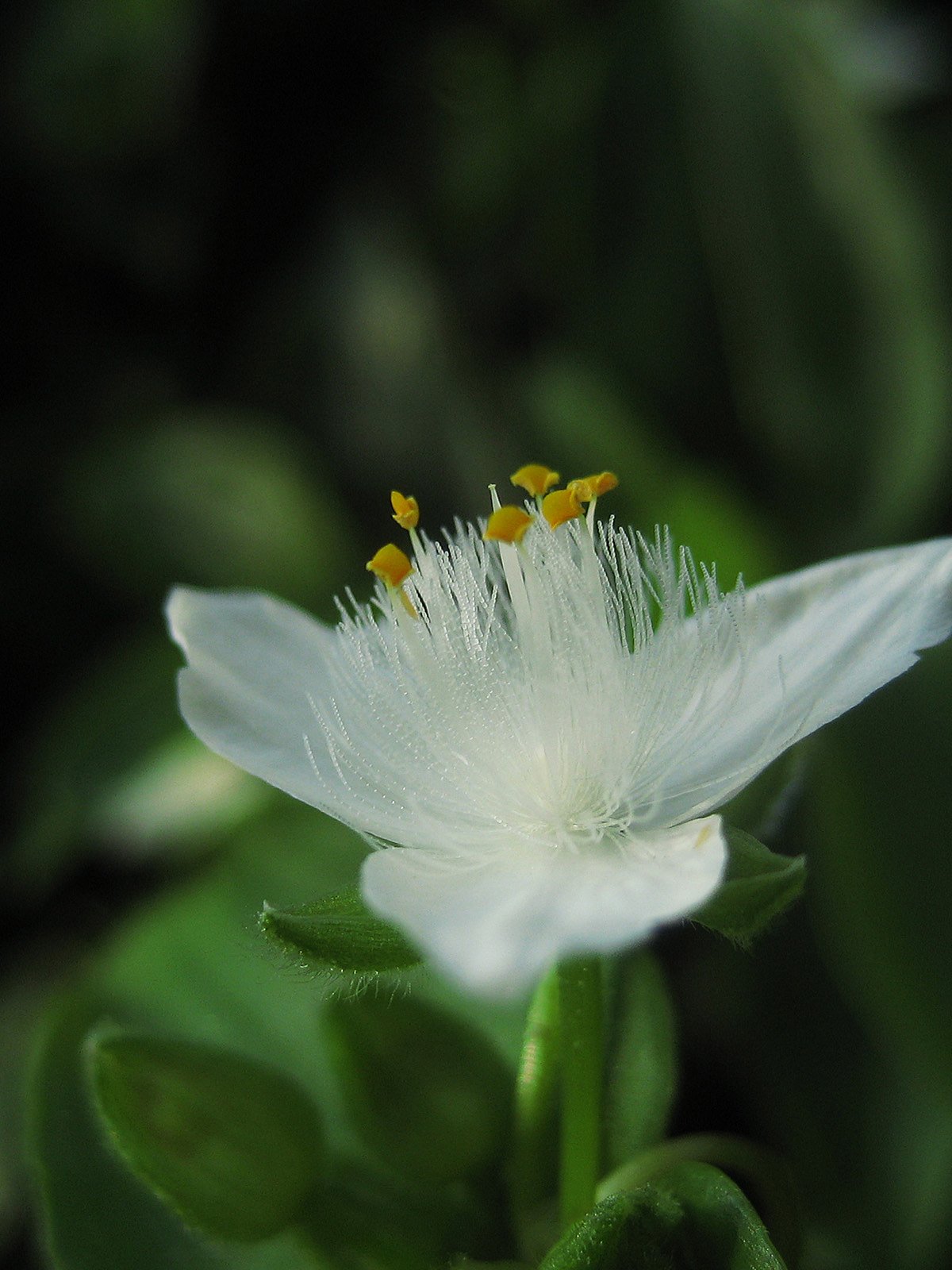 【彩】トキワツユクサ