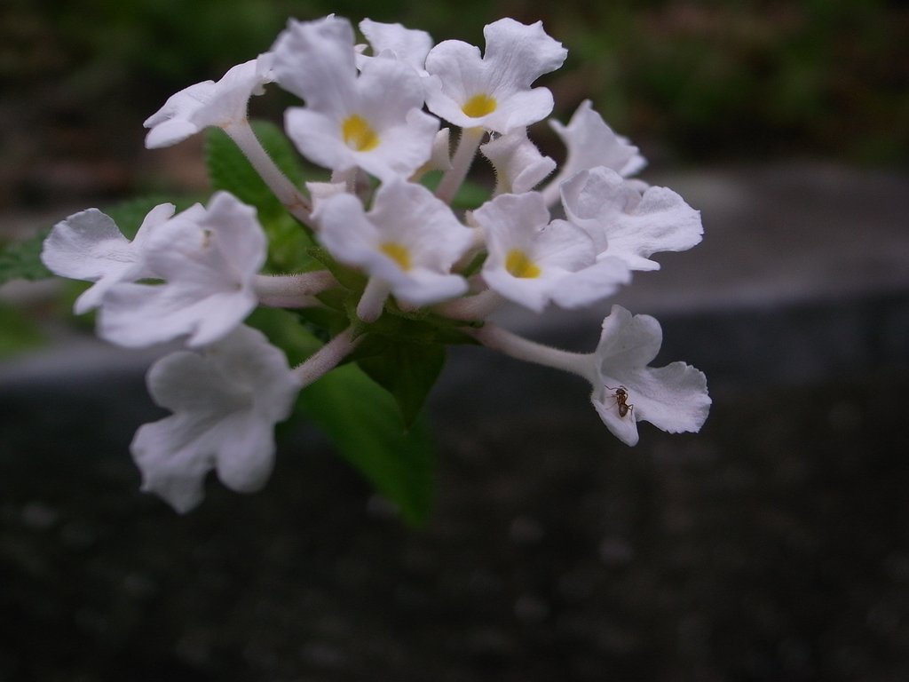 白いコバノランタナ