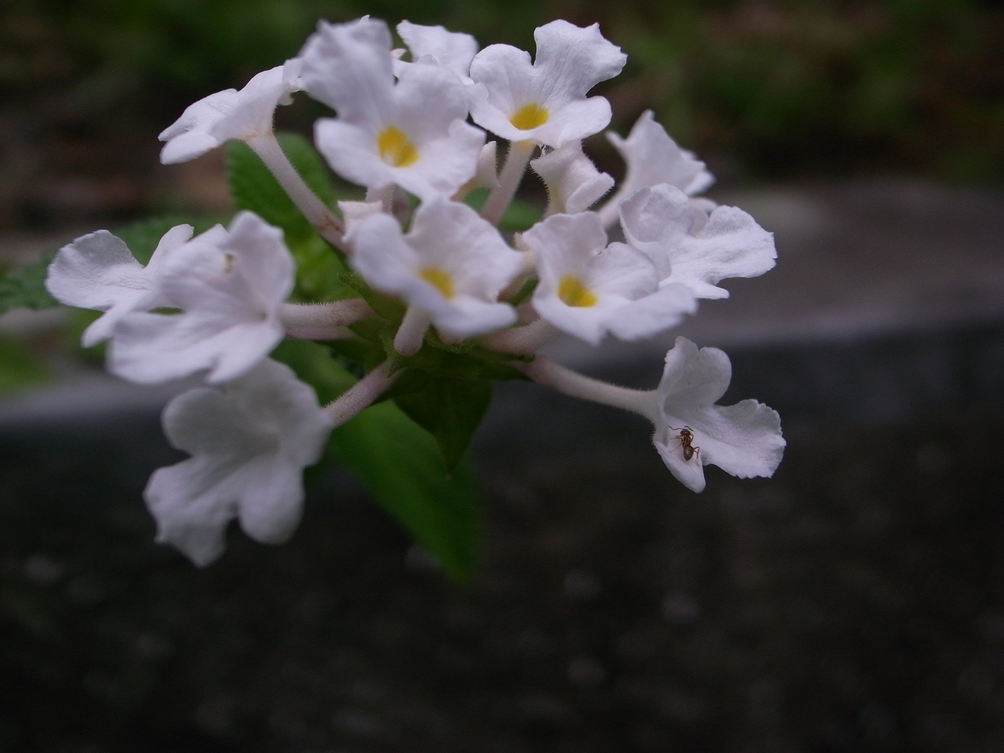 白いコバノランタナ