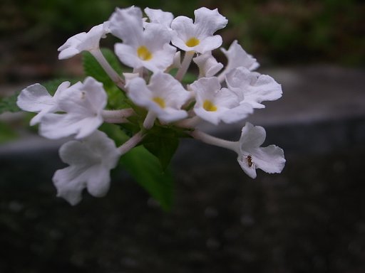 白いコバノランタナ