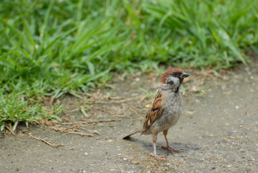 ありふれた鳥