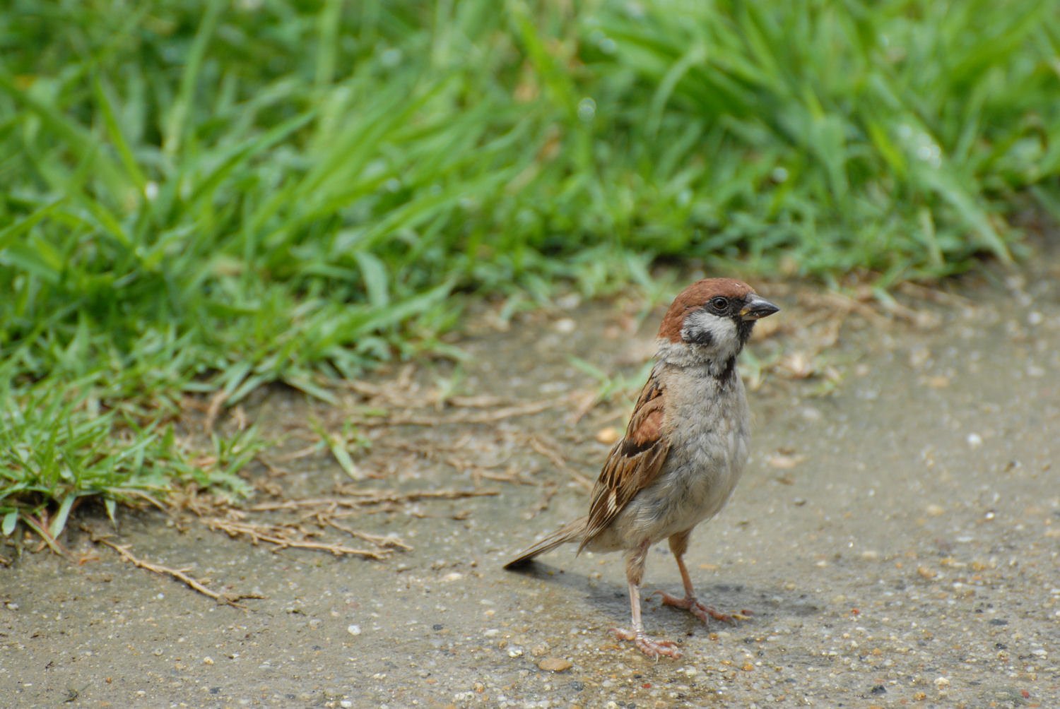 ありふれた鳥