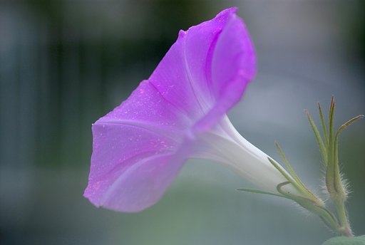 朝顔