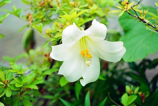 小百合