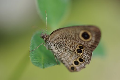 じゃの〜め、じゃのめ〜