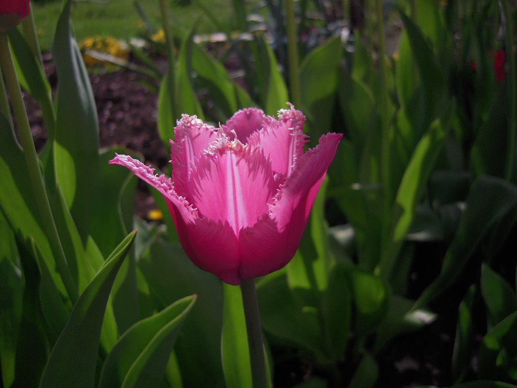 ギザギザの花びら