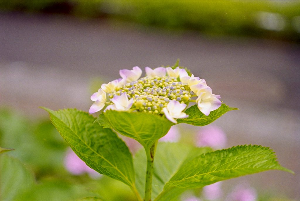 額紫陽花