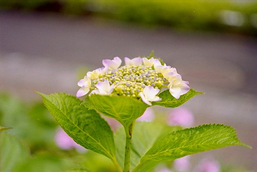 額紫陽花