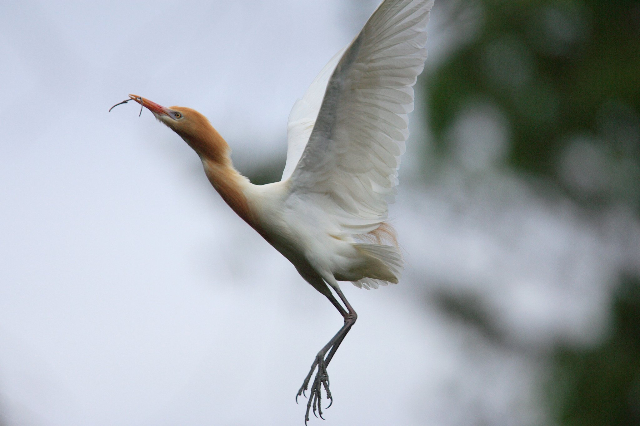 アマサギ