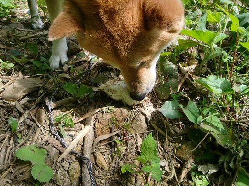 ななせ、タケノコの刺身を