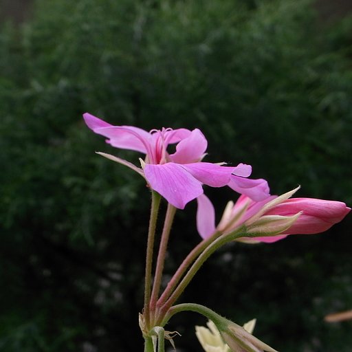 ゼラニュームの花