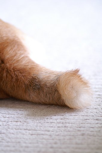 安心しきったときの、柴犬の