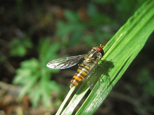 【写川柳】草守の影
