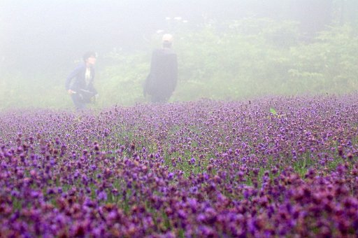 霧の中