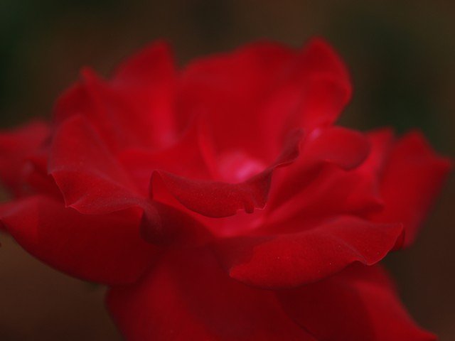 緋色の研究に資料提供