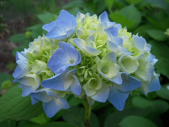 紫陽花