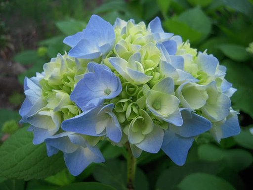 紫陽花