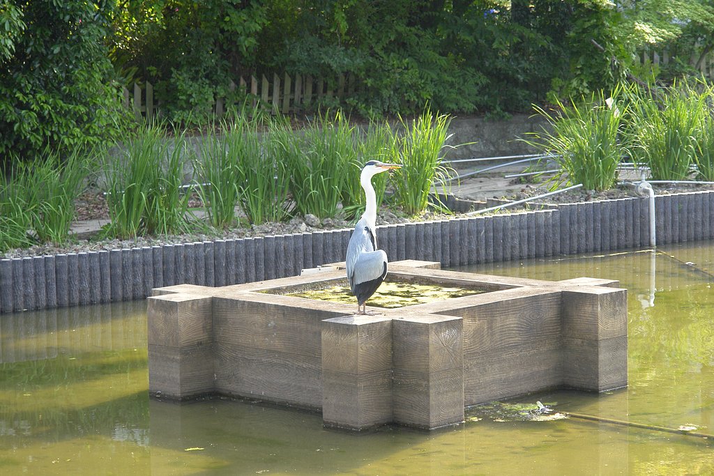 シラサギ？