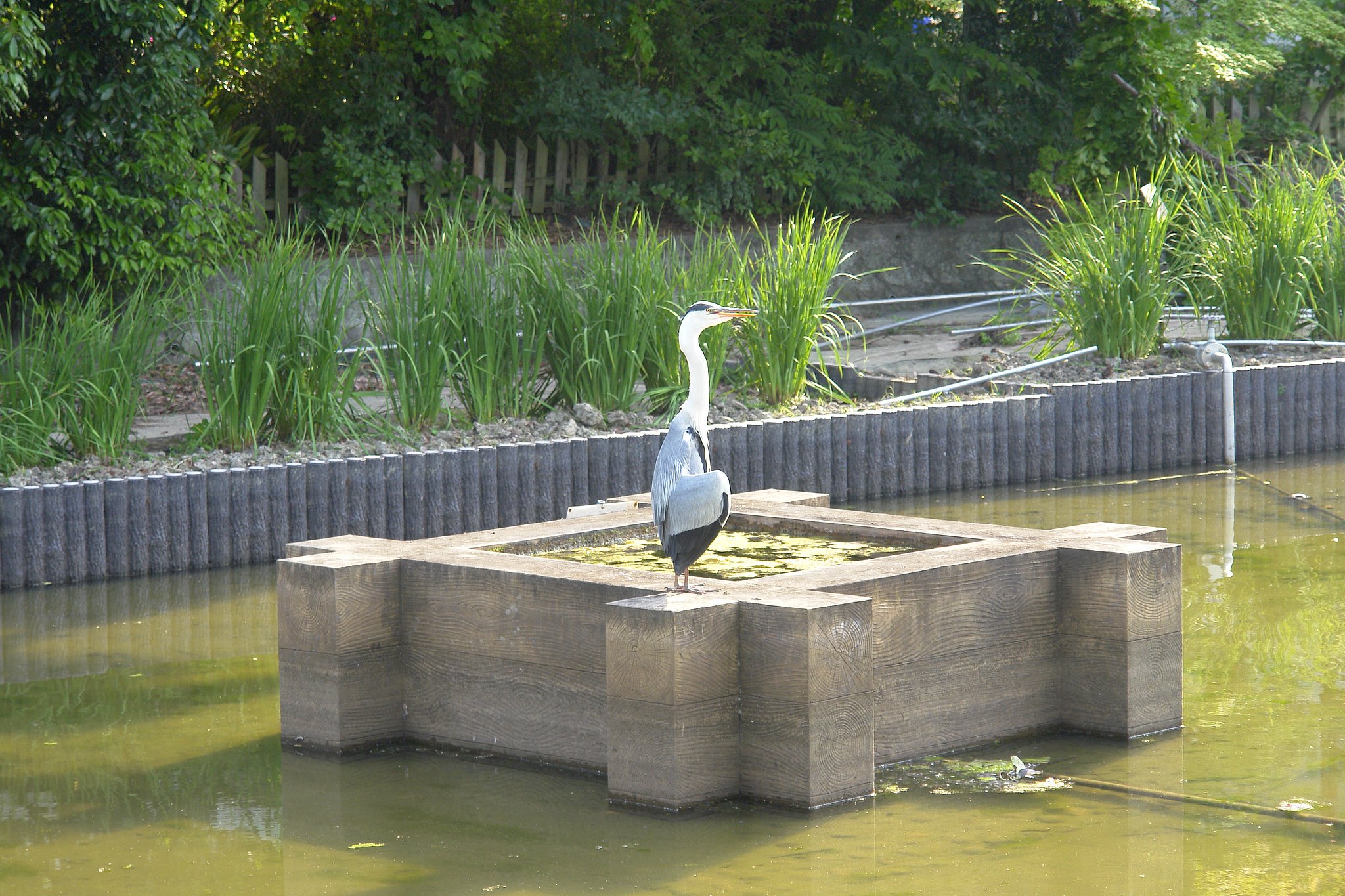 シラサギ？