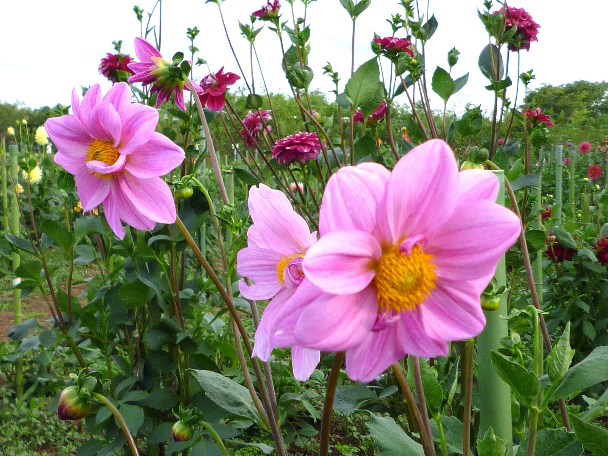 ひさびさにぃー