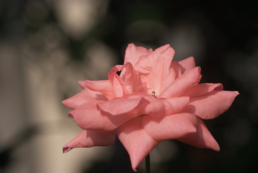 ピンクの薔薇