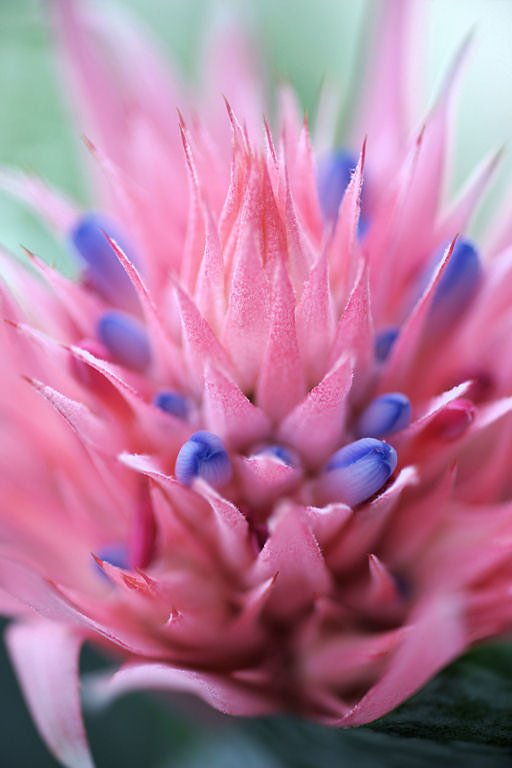 サボテンの花？