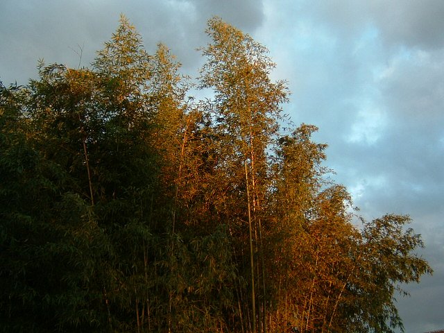 夕陽に染まる
