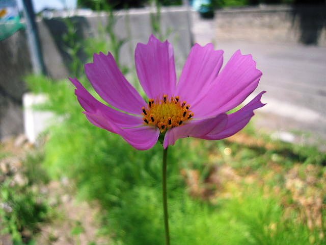 コスモスが咲いてました。