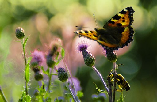 Two insects